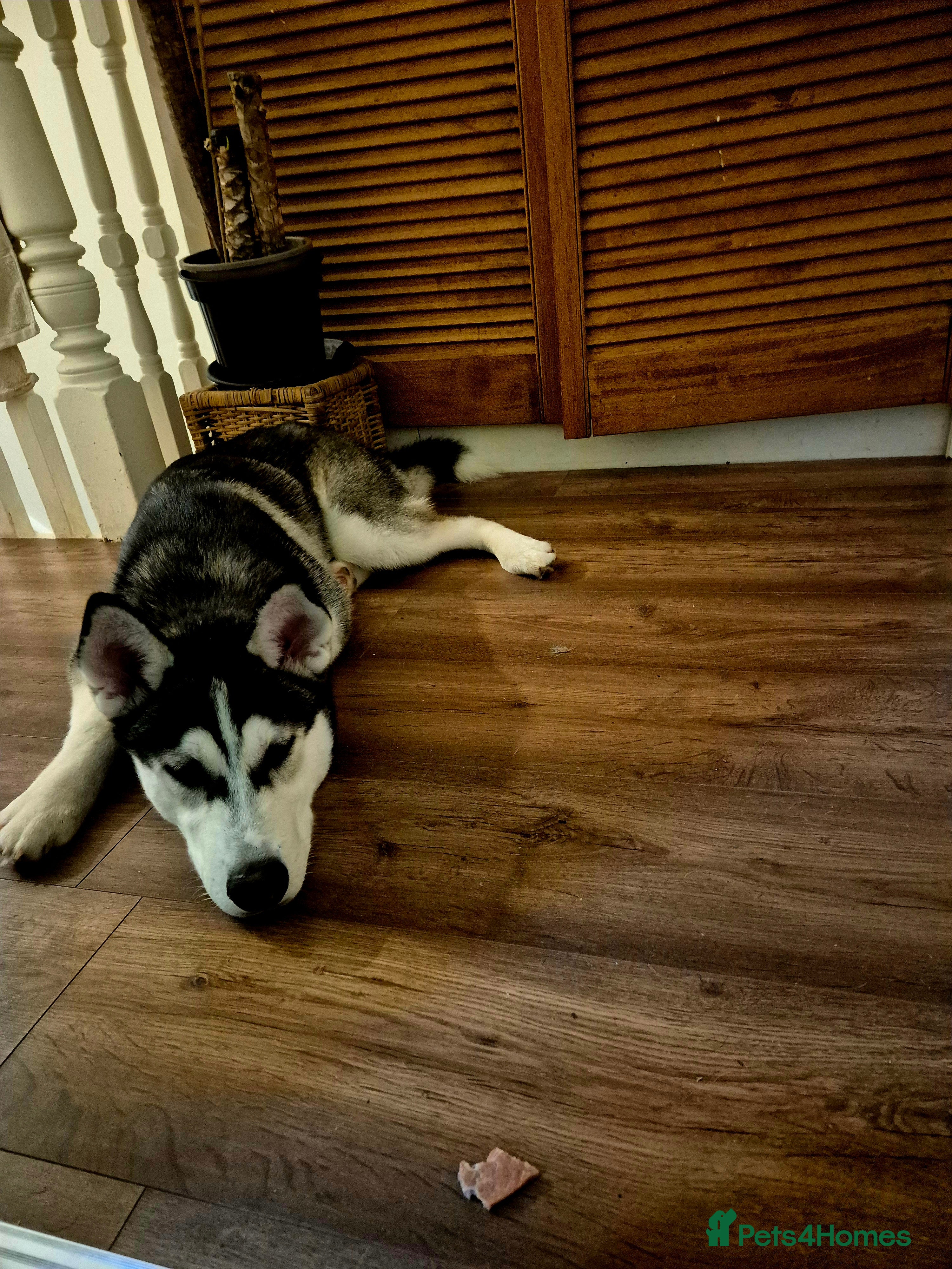 Siberian Husky dogs 5 Month Old Male Husky  - Advert 1
