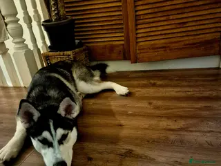 Siberian Husky dogs 5 Month Old Male Husky - Advert 1