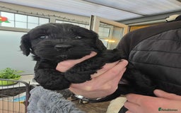 Cockapoo dogs for sale: Gorgeous F1 Cockapoo puppies  - Image 1