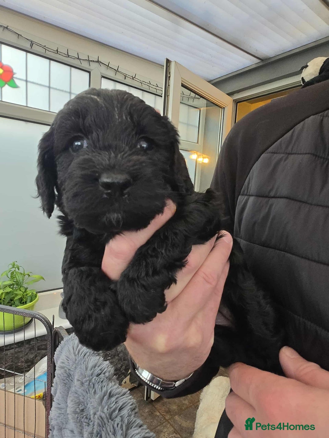 Cockapoo dogs for sale: Gorgeous F1 Cockapoo puppies  - Image 1