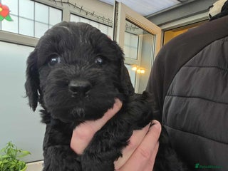 Cockapoo dogs - Advert 5