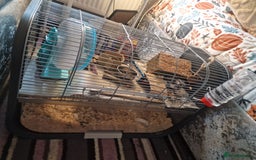 Hamster rodents for sale: STUNNING RUSSIAN HAMSTER 🐹  - Image 4