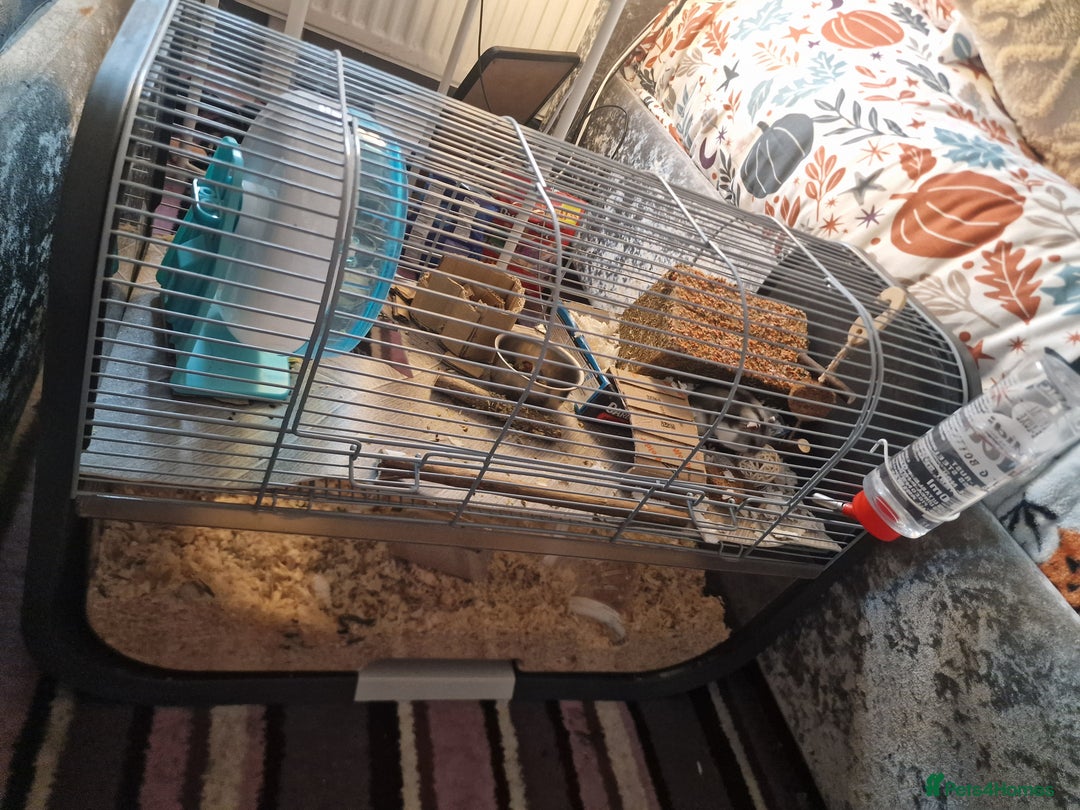 Hamster rodents for sale: STUNNING RUSSIAN HAMSTER 🐹  - Image 4