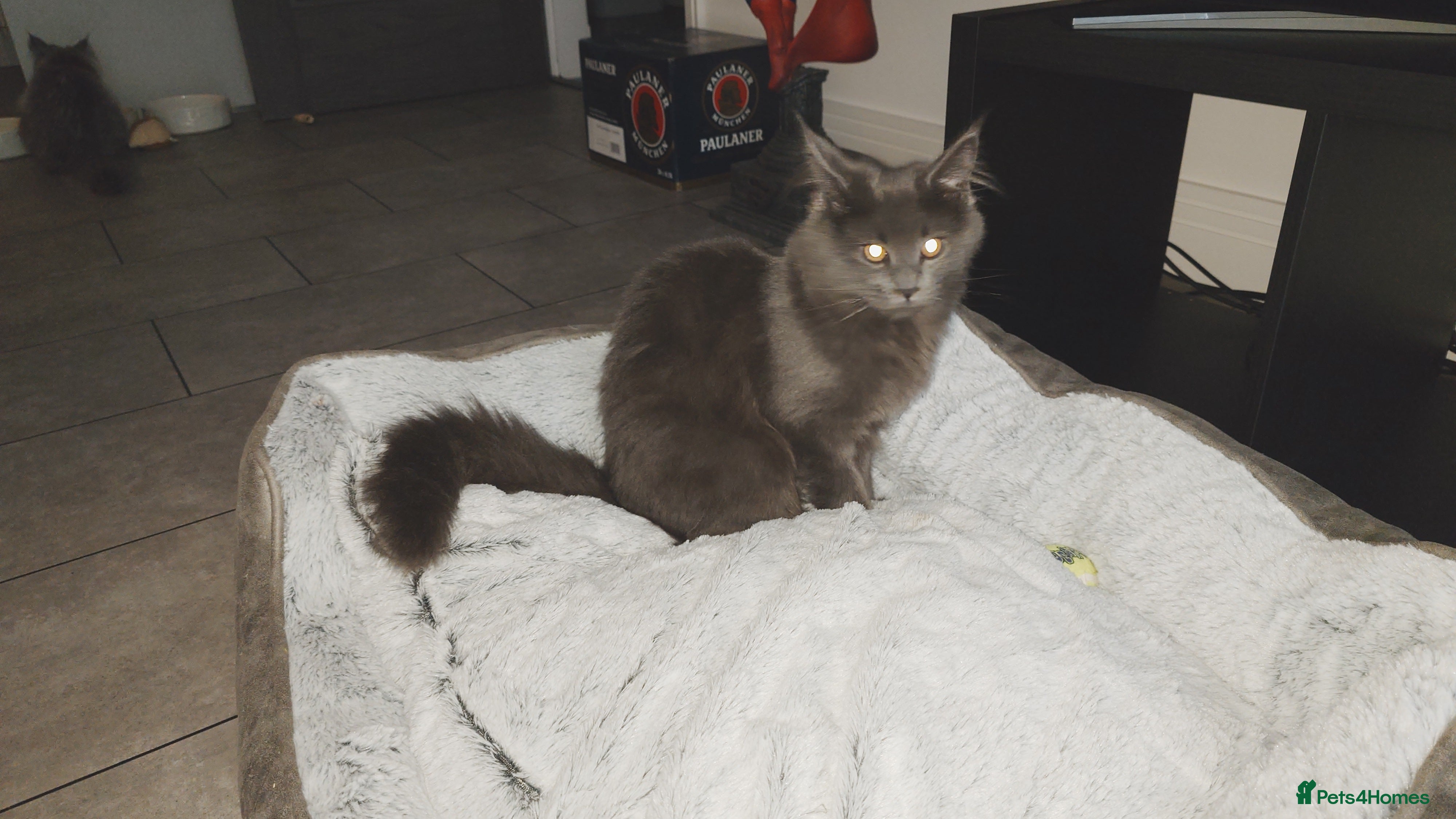 Maine Coon cats Beautiful solid grey & smoke Maine Coon sisters - Advert 4