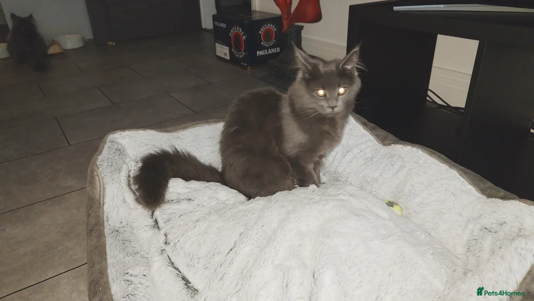 Maine Coon cats for sale: Beautiful solid grey & smoke Maine Coon sisters - Advert 1