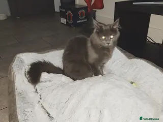 Maine Coon cats Beautiful solid grey & smoke Maine Coon sisters - Advert 4