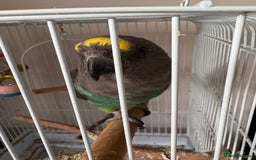 Mixed Breed birds for sale: Meyers parrot Female  - Image 3