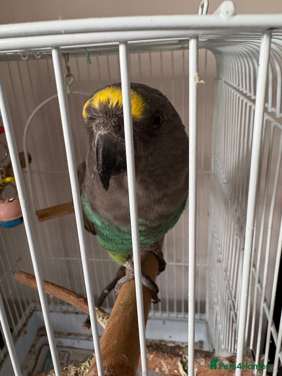 Mixed Breed birds for sale: Meyers parrot Female  - Image 3