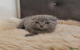 Scottish Fold cats for sale: Top Pedigree Scottish Fold boy (TICA reg) - Image 3
