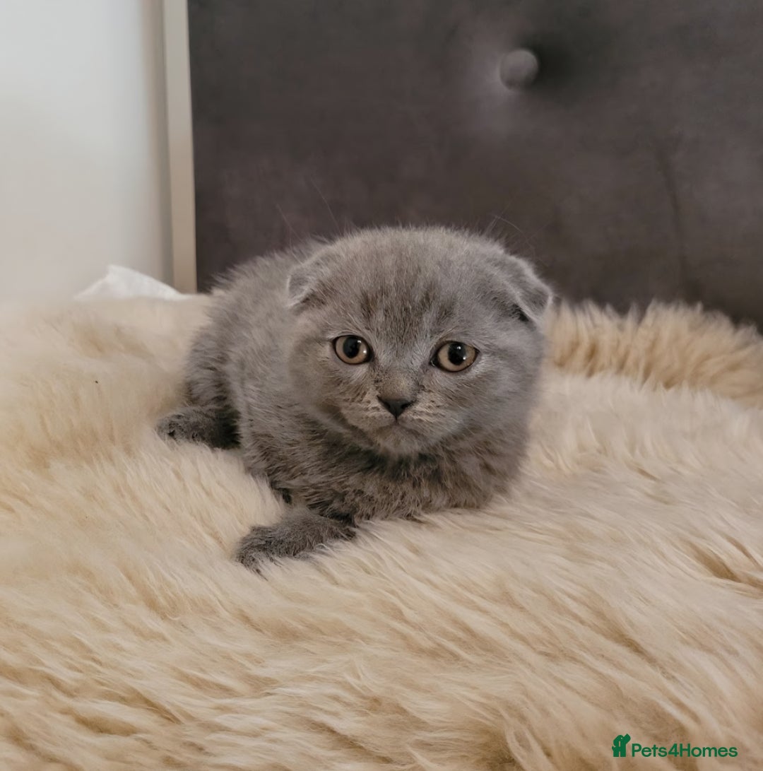 Scottish Fold cats for sale: Top Pedigree Scottish Fold boy (TICA reg) - Image 3