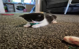 Mixed Breed cats for sale: 2 gorgeous mixed colour boys - Image 10