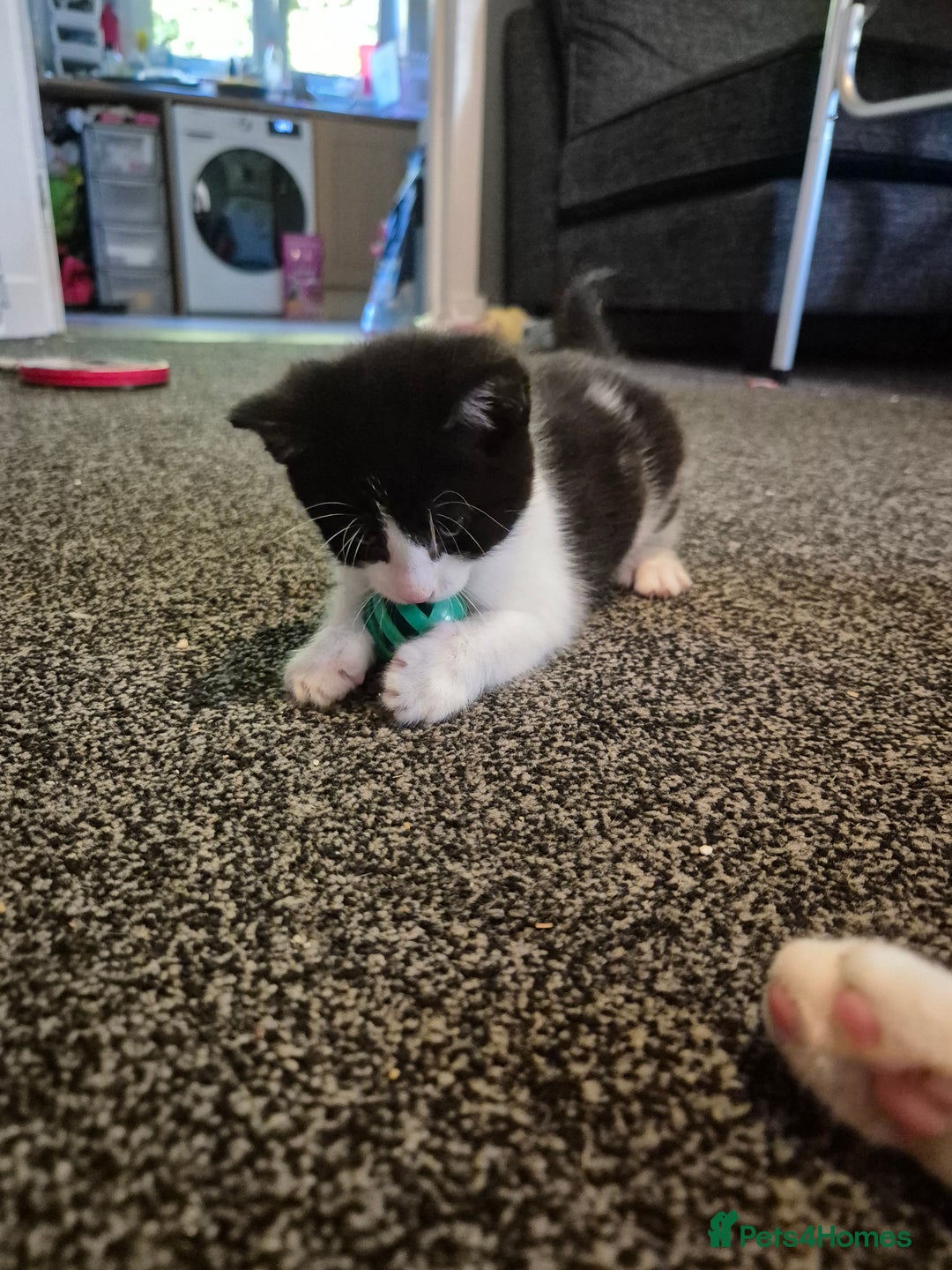 Mixed Breed cats for sale: 2 gorgeous mixed colour boys - Image 10