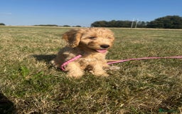 Cockapoo dogs for sale: Adorable Cockapoo Puppies  - Image 10