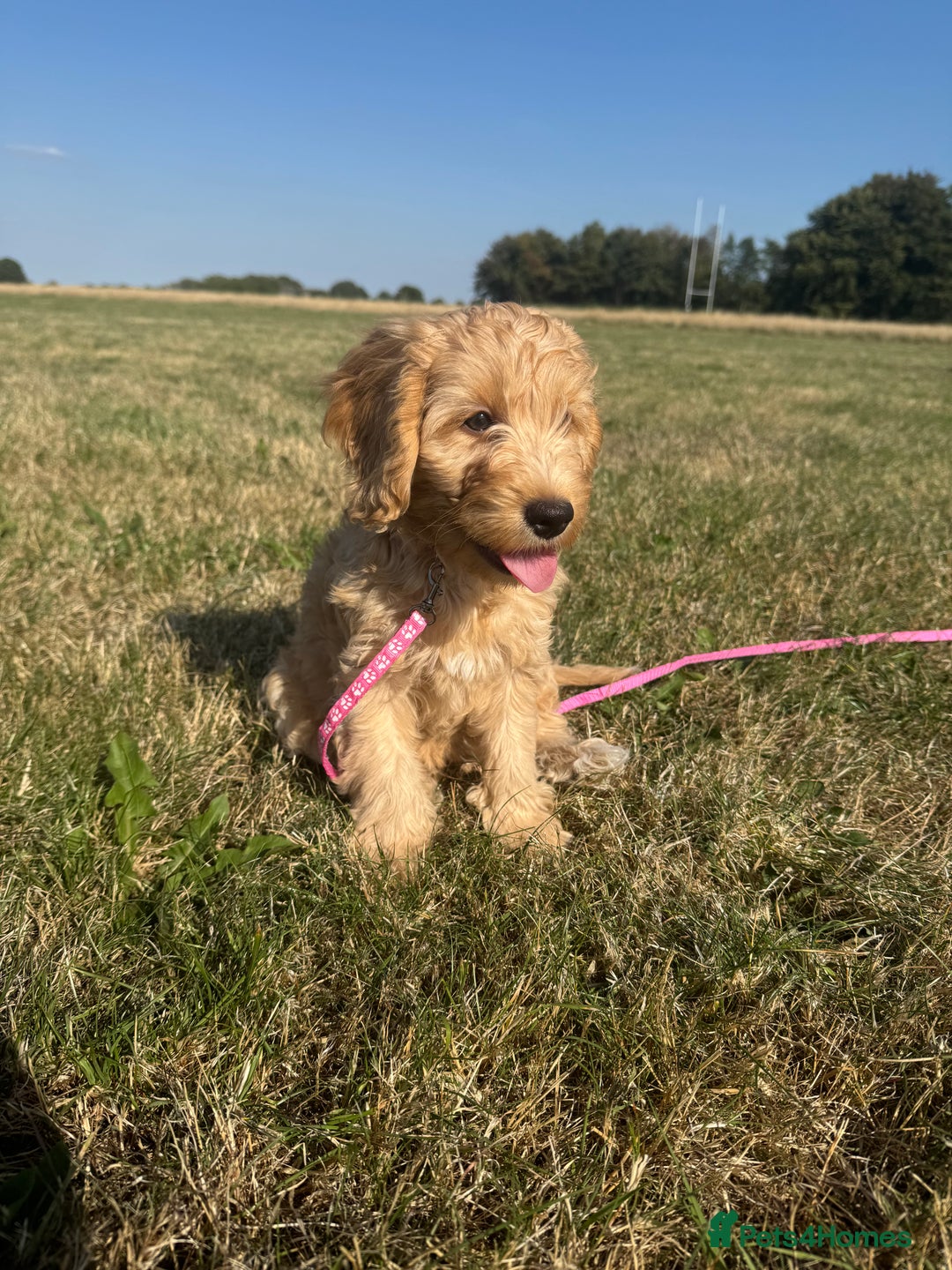 Cockapoo dogs for sale: Adorable Cockapoo Puppies  - Image 10