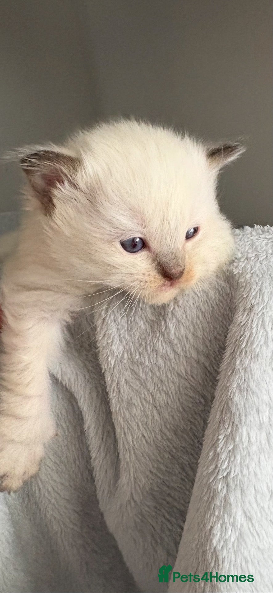 Ragdoll cats 🎀 ADORABLE GCCF Babies 🎀 - Advert 2
