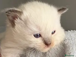 Ragdoll cats ☃️ADORABLE GCCF BABIES ☃️ - Advert 15
