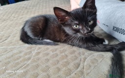 Mixed Breed cats for sale: URGENT FOREVER HOME NEEDED ASAP - Image 2
