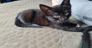 Mixed Breed cats - Advert 7