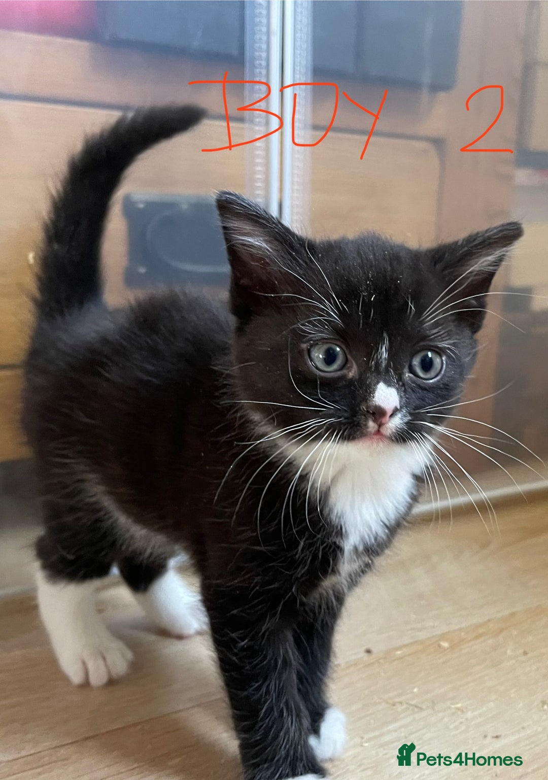 Mixed Breed cats for sale: Adorable Kittens in Croydon (from £130) - Advert 9