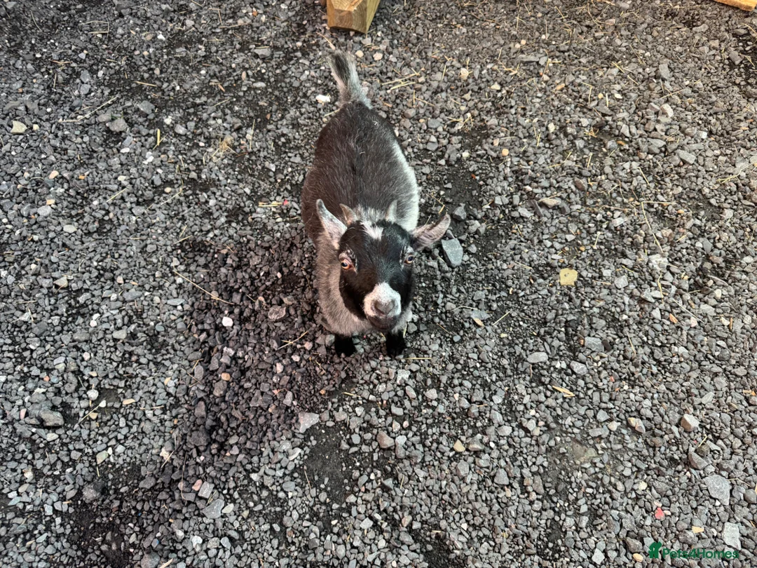 Goats livestock for sale: 2 small Pygmy goat’s mother/daughter  in Burnley - Advert 2