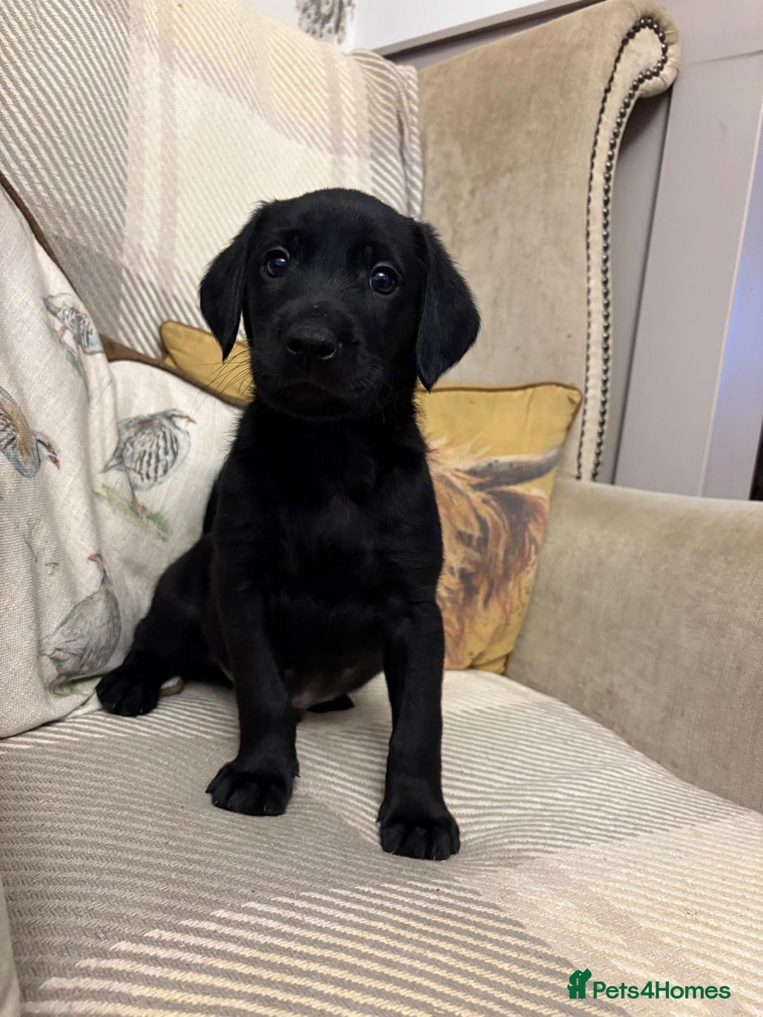 Labrador Retriever dogs for sale: Labrador retriever puppies  - Image 2