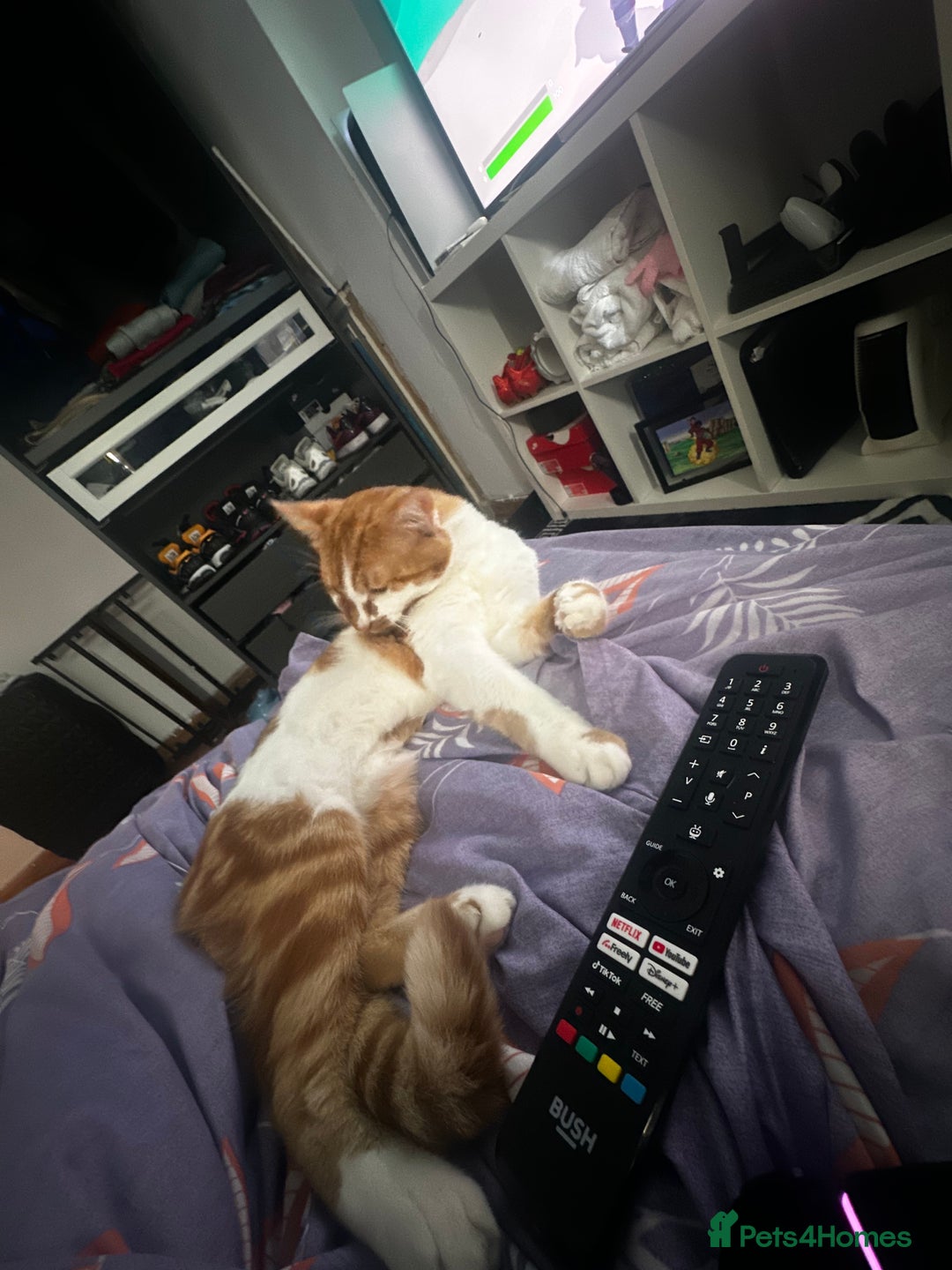 Mixed Breed cats for sale: Tabby kitten  - Advert 4