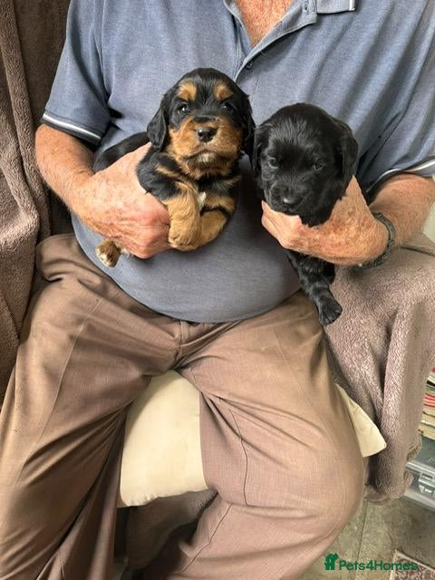 Cocker Spaniel dogs Cocker Spaniels for Sale - Advert 2