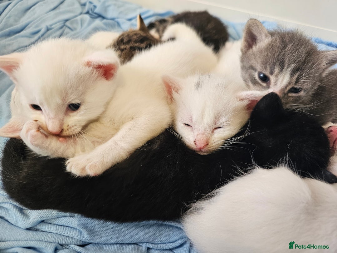 Mixed Breed cats for sale: Kittens Available to Reserve - Image 39