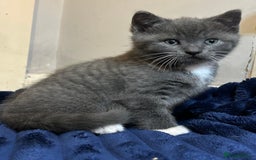 British Shorthair cats for sale: British Shorthair Blue Tuxedo Male Kitten  - Advert 4