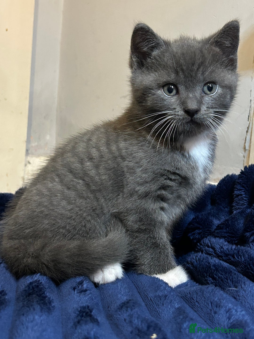 British Shorthair cats for sale: British Shorthair Blue Tuxedo Male Kitten  - Advert 4