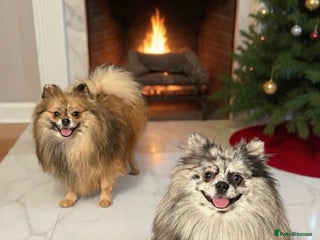 Pomeranian dogs Merle Pomeranian sisters 💖💖 - Advert 6