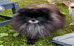 Pomeranian dogs for adoption: Hugo: The Little Dog Who Survived the Unthinkable - Image 4