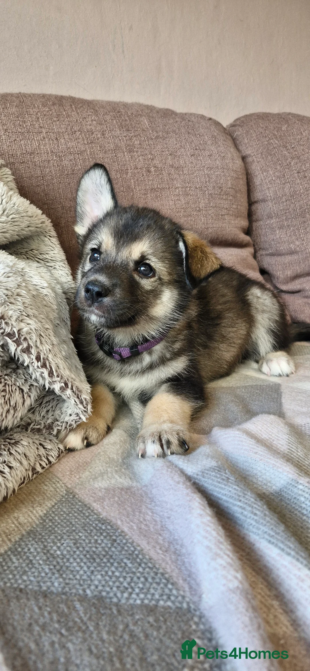 Mixed Breed dogs for sale: German sheperd Malamute  - Advert 6