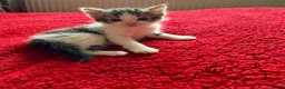 Mixed Breed cats for sale: kittens for sale  - Advert 3