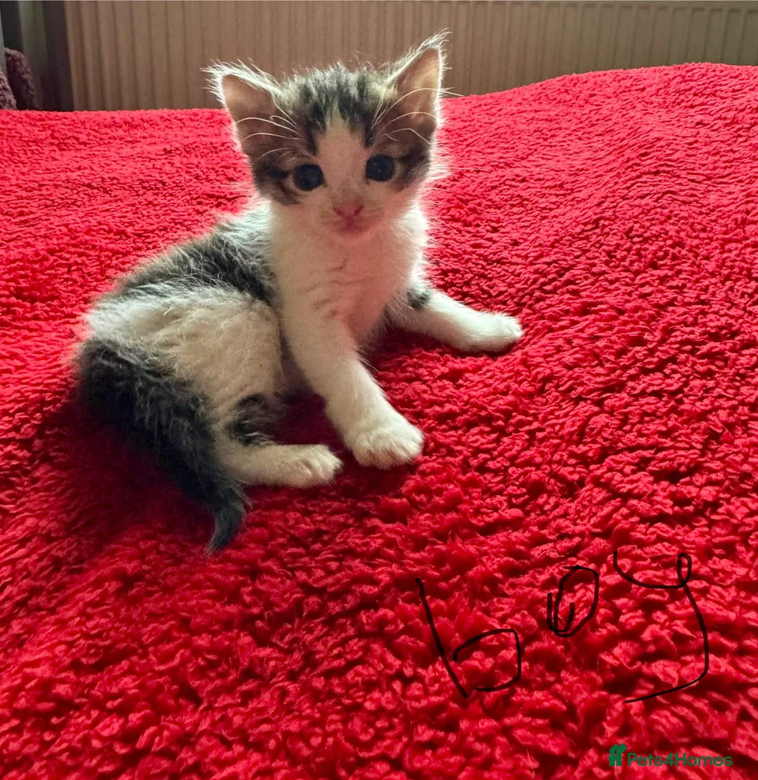 Mixed Breed cats for sale: kittens for sale  - Advert 3