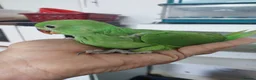 Conures birds for sale: Hnd reared tame conure indian ringnck and budgies  - Advert 7