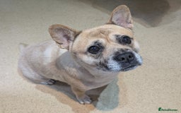 Mixed Breed dogs for sale: 3x Female French Bulldog X Chow Chow puppies.   - Advert 1