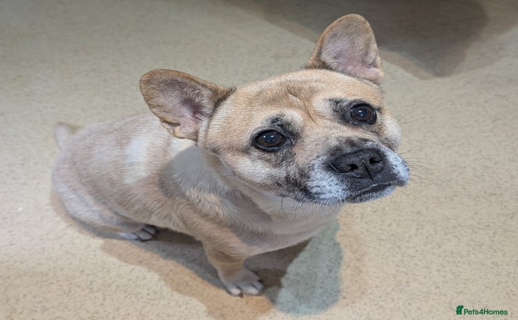 Mixed Breed dogs 3x Female French Bulldog X Chow Chow puppies.   - Advert 12