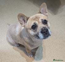 Mixed Breed dogs 3x Female French Bulldog X Chow Chow puppies. - Advert 12