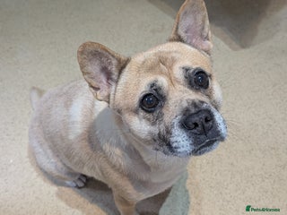 Mixed Breed dogs for sale: 3x Female French Bulldog X Chow Chow puppies. - Advert 1