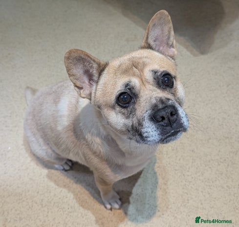 Mixed Breed dogs 3x Female French Bulldog X Chow Chow puppies. - Advert 7