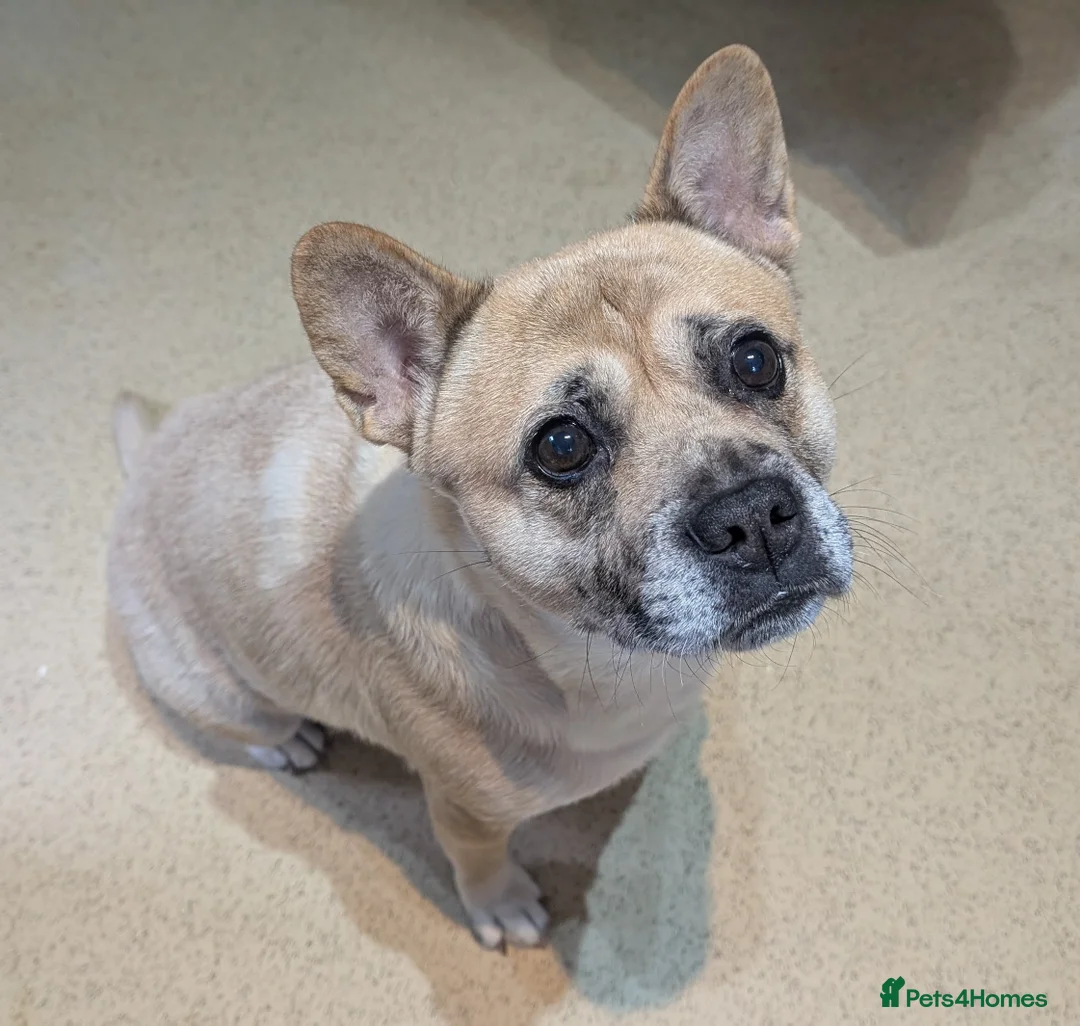 Mixed Breed dogs for sale: 3x Female French Bulldog X Chow Chow puppies.   - Advert 3