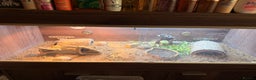 Tortoise reptiles for sale: 4 spur thigh tortoise plus set up  - Advert 2