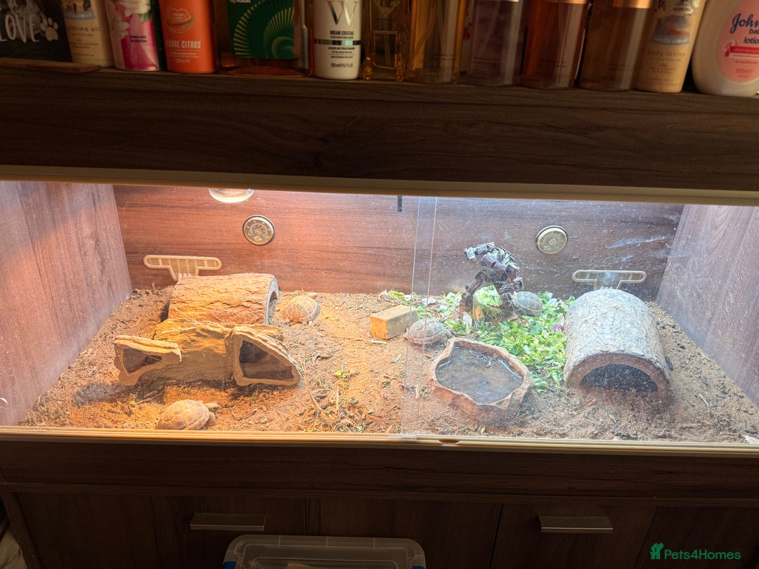 Tortoise reptiles for sale: 4 spur thigh tortoise plus set up  - Advert 2