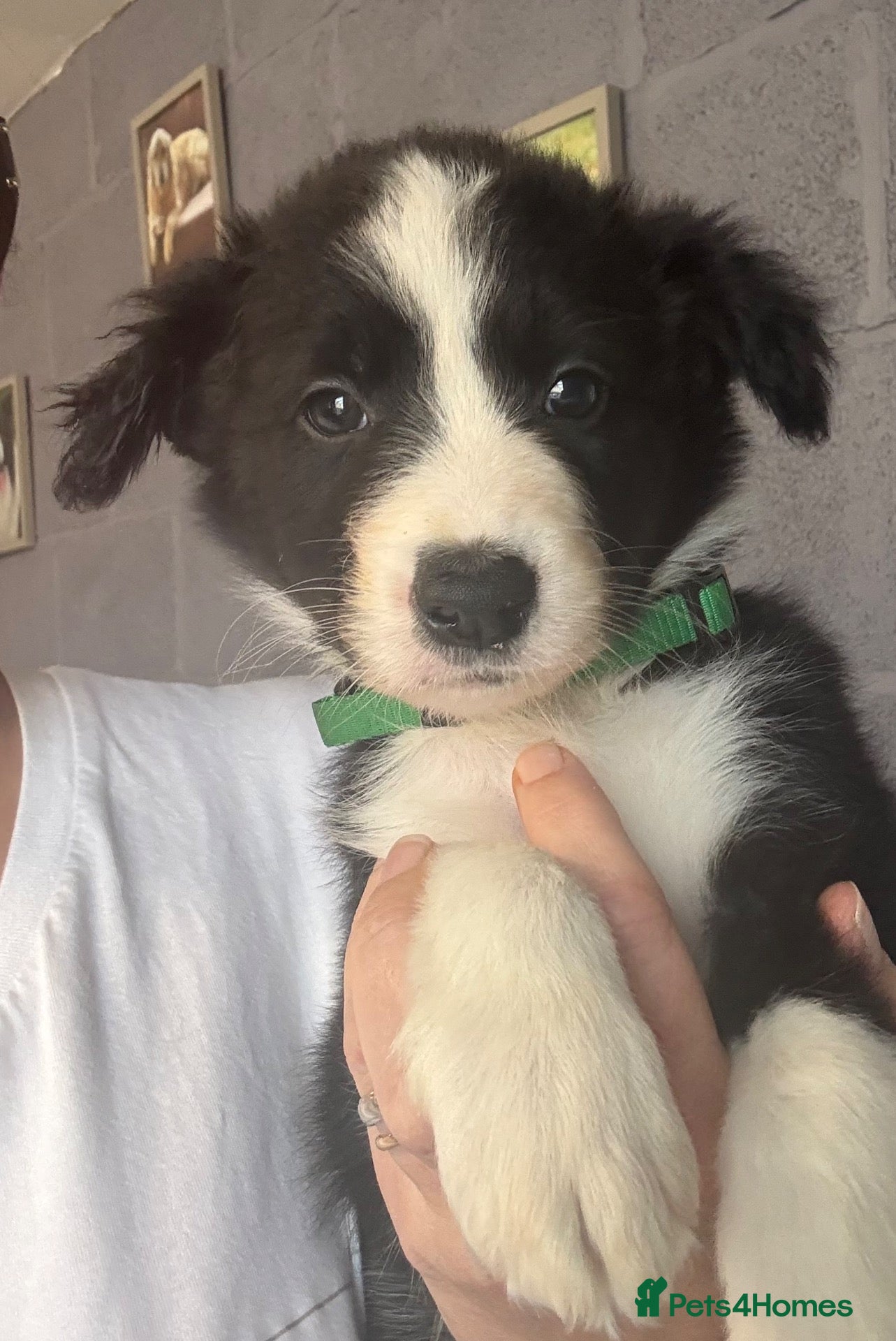 Border Collie dogs Stunning Border Collie puppies - Advert 3