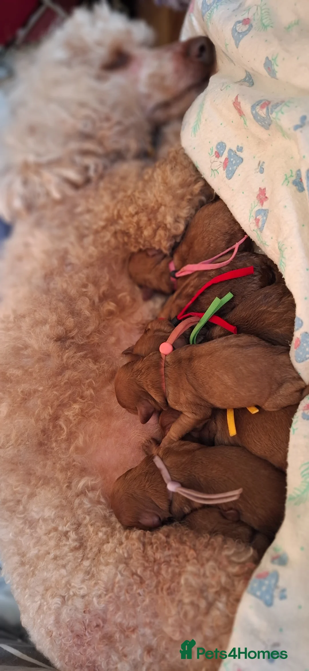 Cavapoo dogs for sale: Beautiful Cavapoo F1 .. - Advert 1