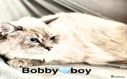 Ragdoll cats for sale: Lovely Ragdoll looking for lovely family - Advert 7