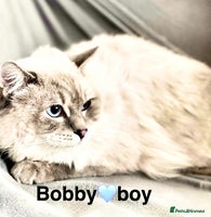 Ragdoll cats Lovely Ragdoll looking for lovely family - Advert 3