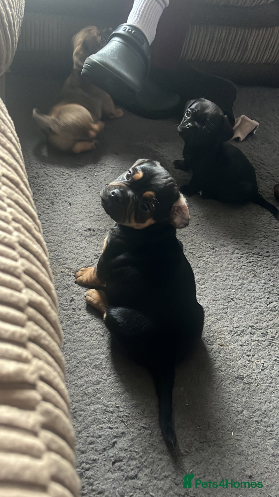 Mixed Breed dogs for sale: Pug x dachshund puppies for sale  - Advert 6