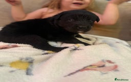 Mixed Breed dogs for sale: Beautiful Labrador x shepherd puppies - Image 2